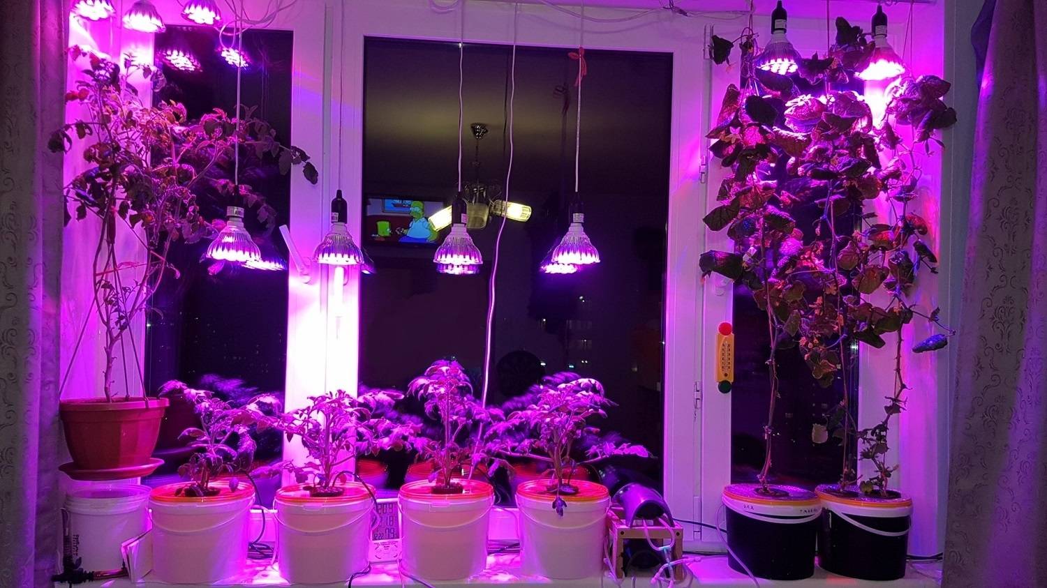 Как подобрать лампу для цветов и комнатных растений