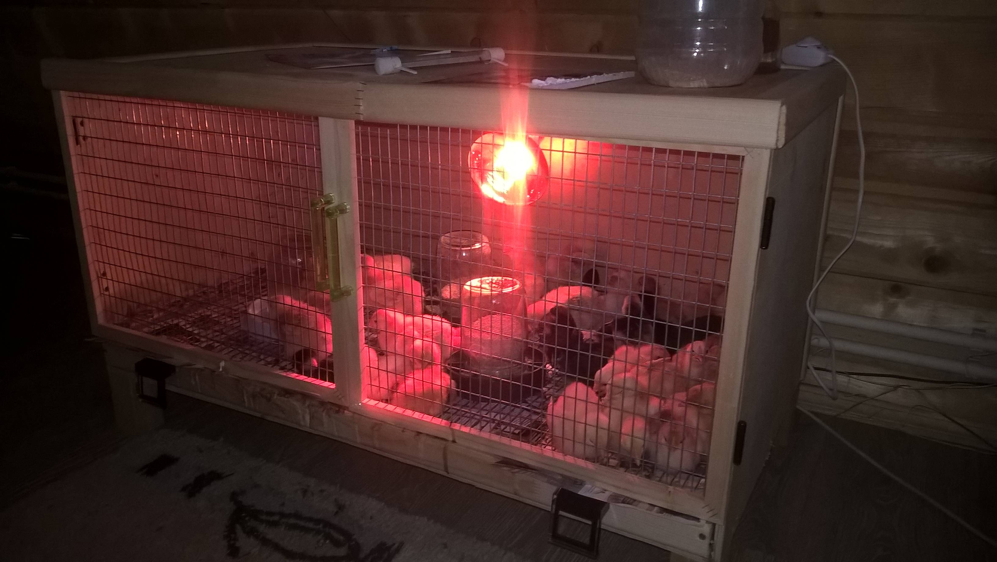 Инфракрасная лампа для цыплят