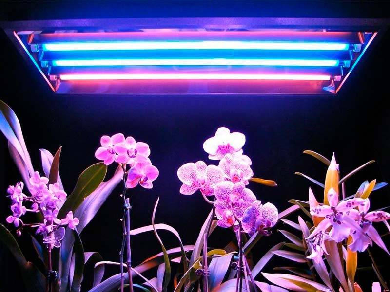 Фитолампы светодиодные лампы для растений отзывы