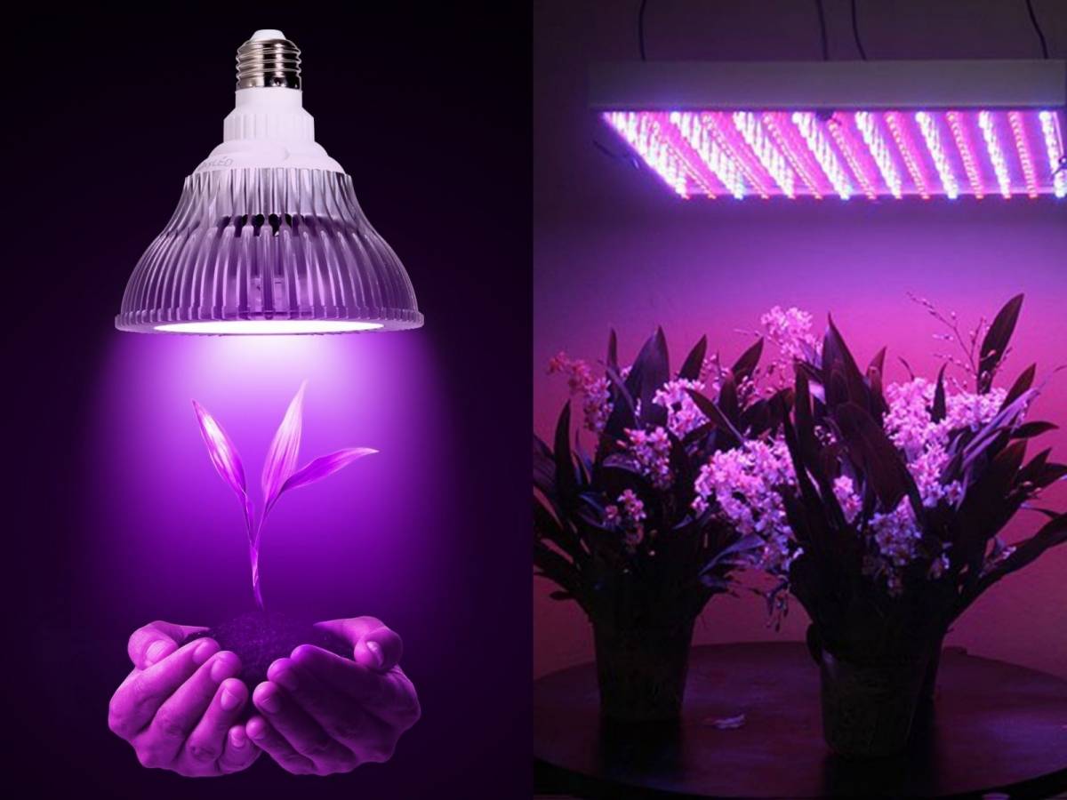 Какие выбрать лампы для орхидей