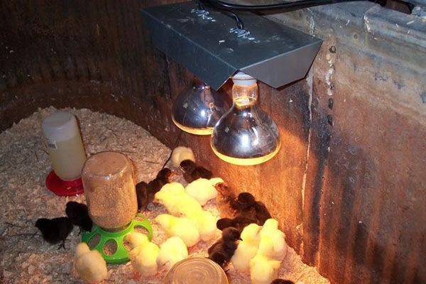 Инфракрасная лампа для обогрева цыплят
