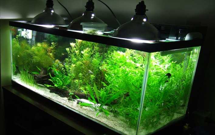 Как не ошибиться с выбором лампы освещения для аквариума