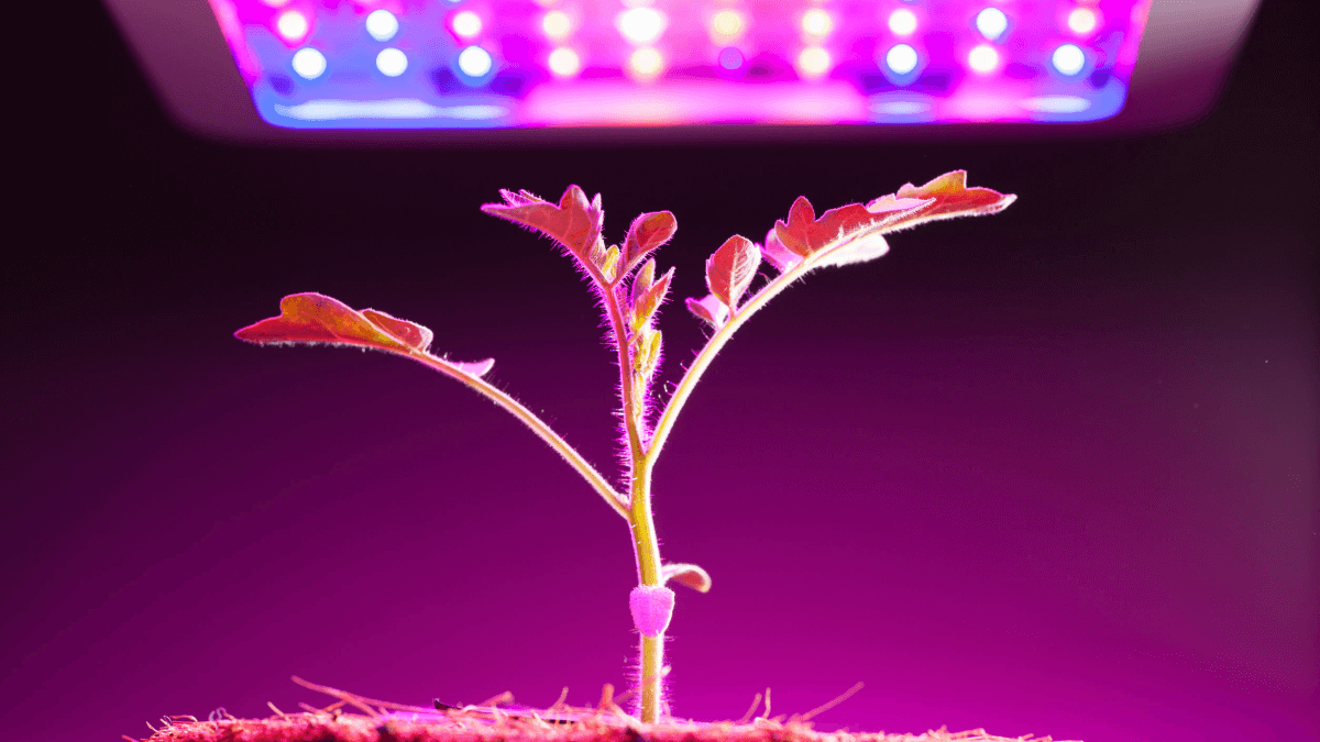 Лампы для выращивания и освещения растений: обзор!
