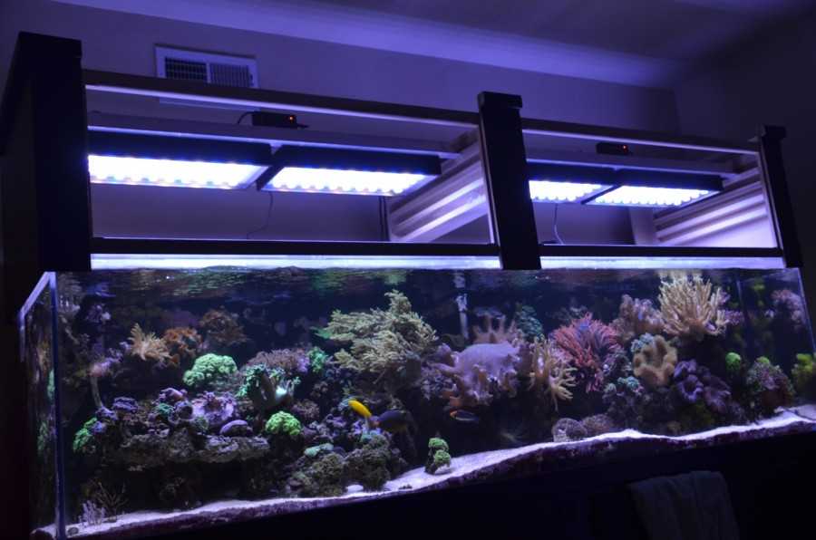 Лучшие лампы для аквариума на 2022 год