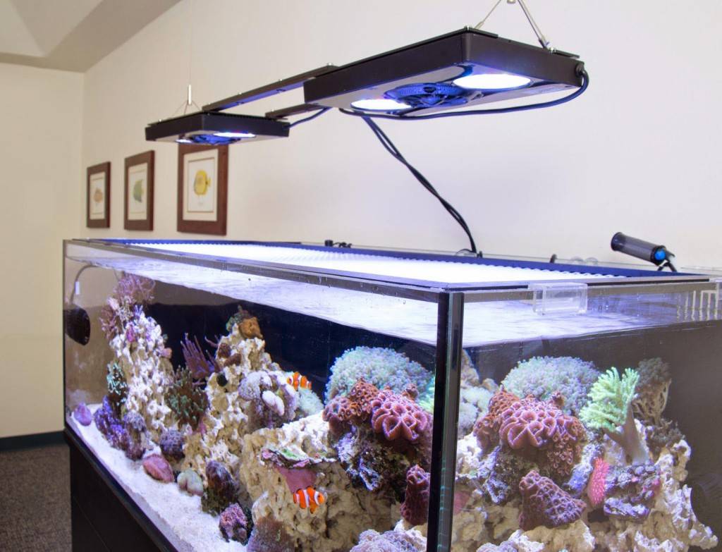 Как рассчитать свет для аквариума - нормы в люменах на литр