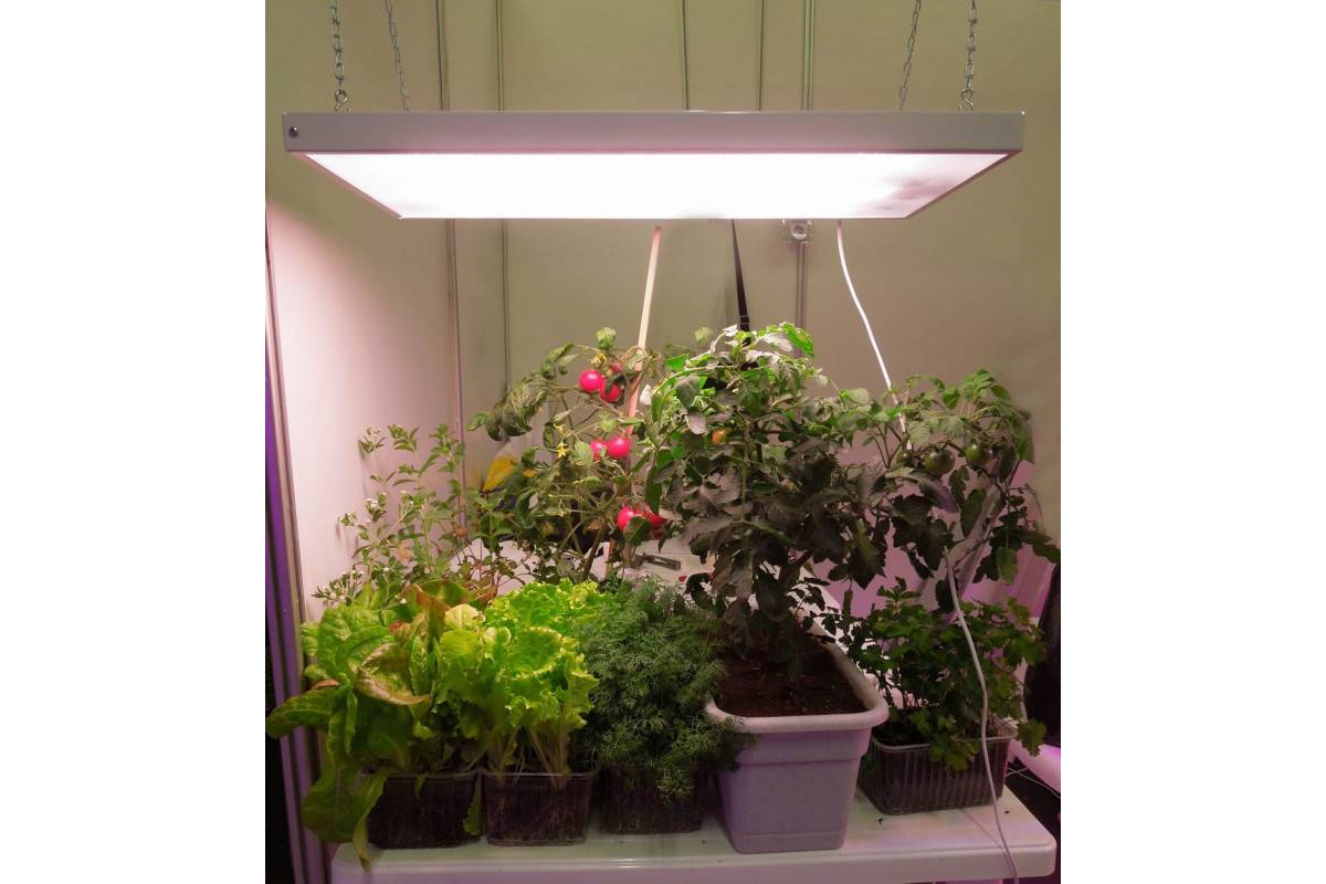 Как правильно досвечивать рассаду помидор в домашних условиях какие лампы лучше для досветки