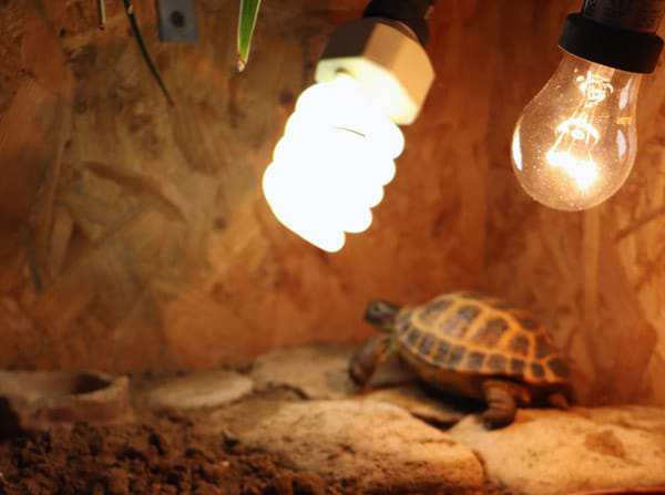 Ультрафиолетовая лампа для черепахи, как выбрать и где разместить