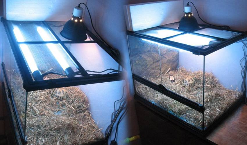 Как выбрать ультрафиолетовую (УФ) лампу для красноухих черепах и других рептилий