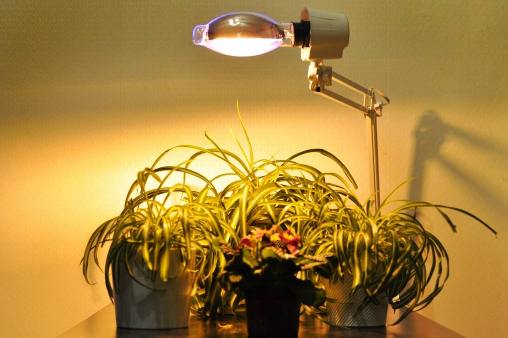Освещение для комнатных растений: установка и использование ламп, виды фитоламп, недостаток или избыток света | клуб цветоводов