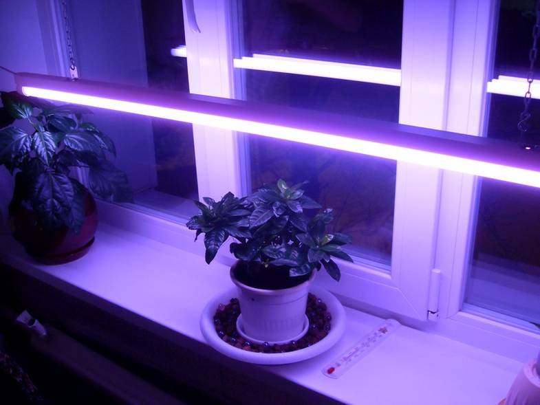 Светодиодные лампы для растений: виды, характеристики и изготовление своими руками