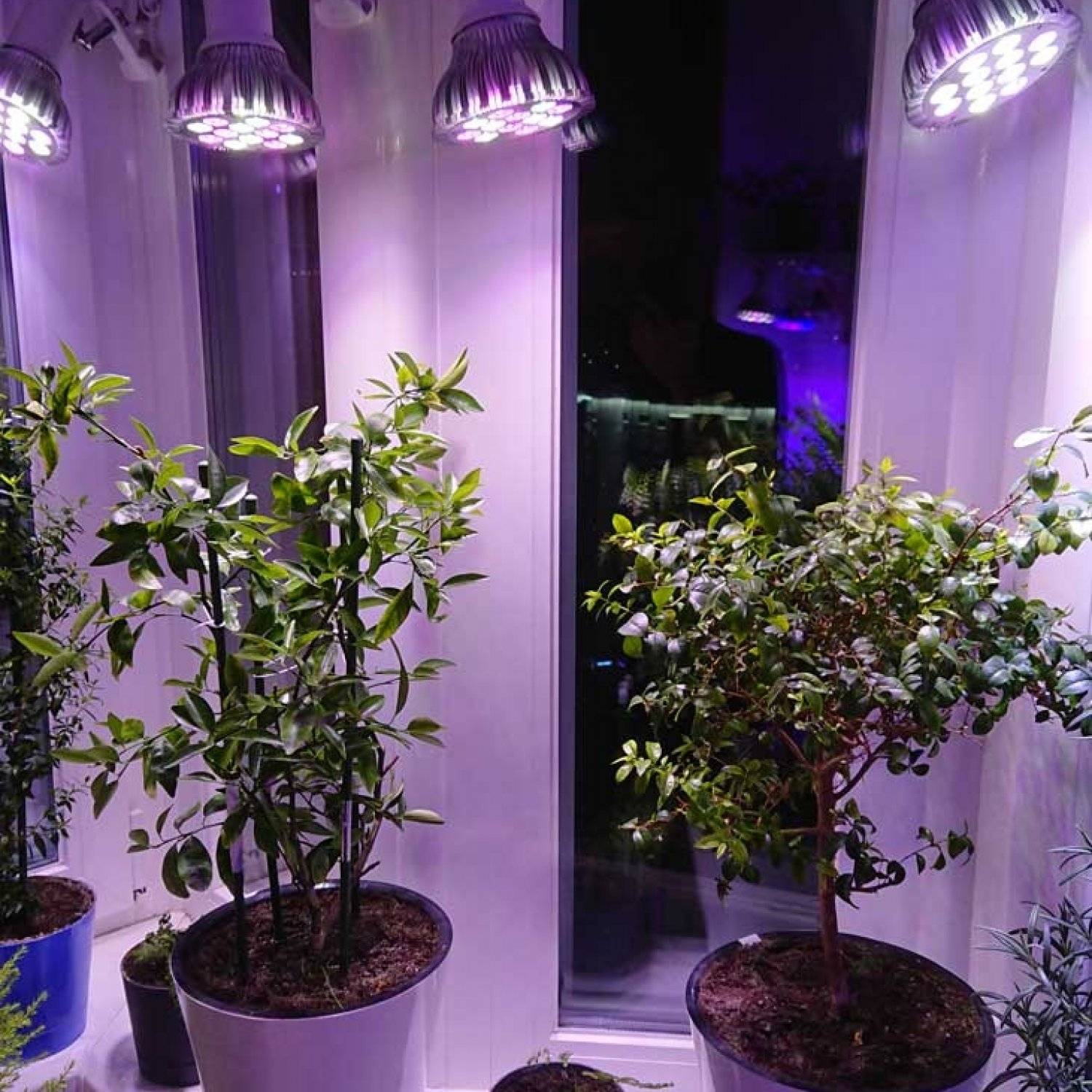 Люминесцентные лампы для растений, подсветка дневного света
