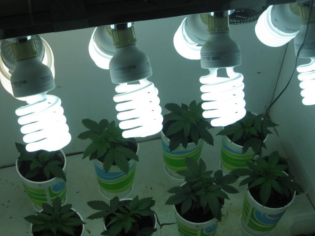 Освещение растений – лампы и подсветка