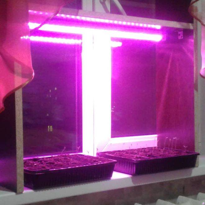 Розовые лампы в окнах: почему горит фиолетовый свет в жилых домах на подоконниках
