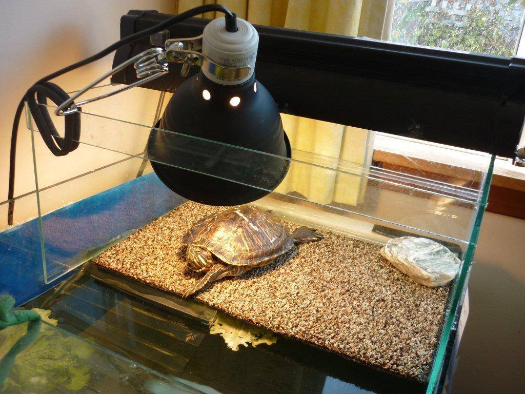 Как и какую ультрафиолетовую лампу выбрать для красноухих черепах: познавайте с нами