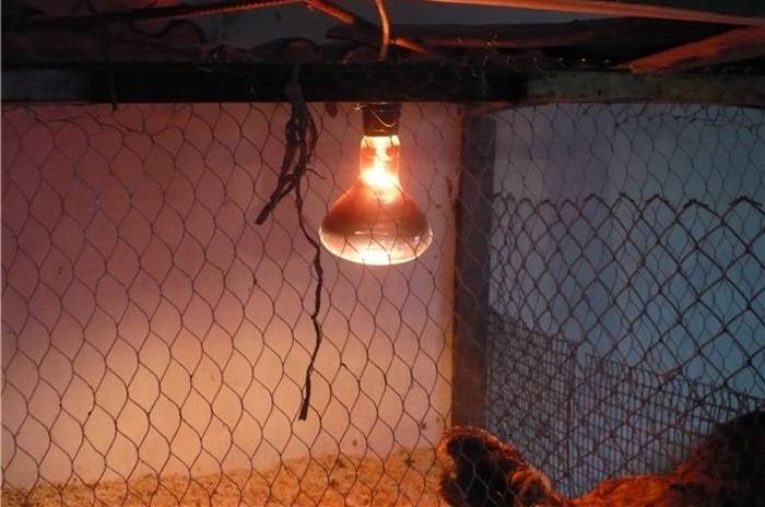 Инфракрасная лампа для обогрева: как выбрать и в чем отличия
