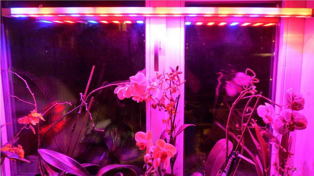 Как ухаживать за орхидеей в домашних условиях: особенности выращивания, полив и освещение, фото - sadovnikam.ru