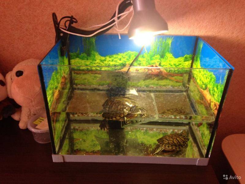 Ультрафиолетовая лампа своими руками. как применить uv лампу для красноухой черепахи и рептилий, растений и домашнего использования в аквариуме