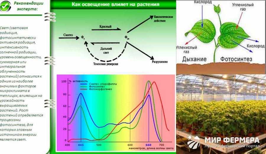 Увеличение продолжительности светового дня фактор среды. Спектр света для фотосинтеза растений. Влияние освещения на растения. Спектр солнечного света для растений. Влияние спектра света на растения.