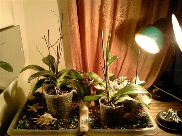 Как ухаживать за орхидеей в домашних условиях: особенности выращивания, полив и освещение, фото