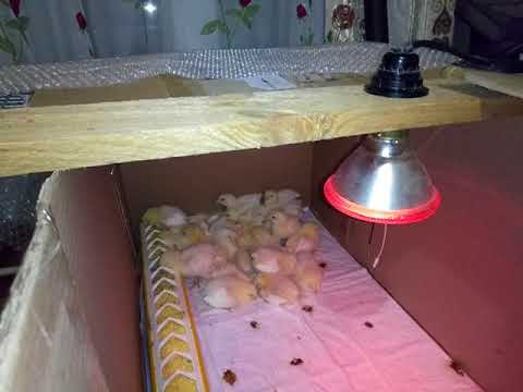 Лампа обогрева для цыплят: оборудование брудера своими руками