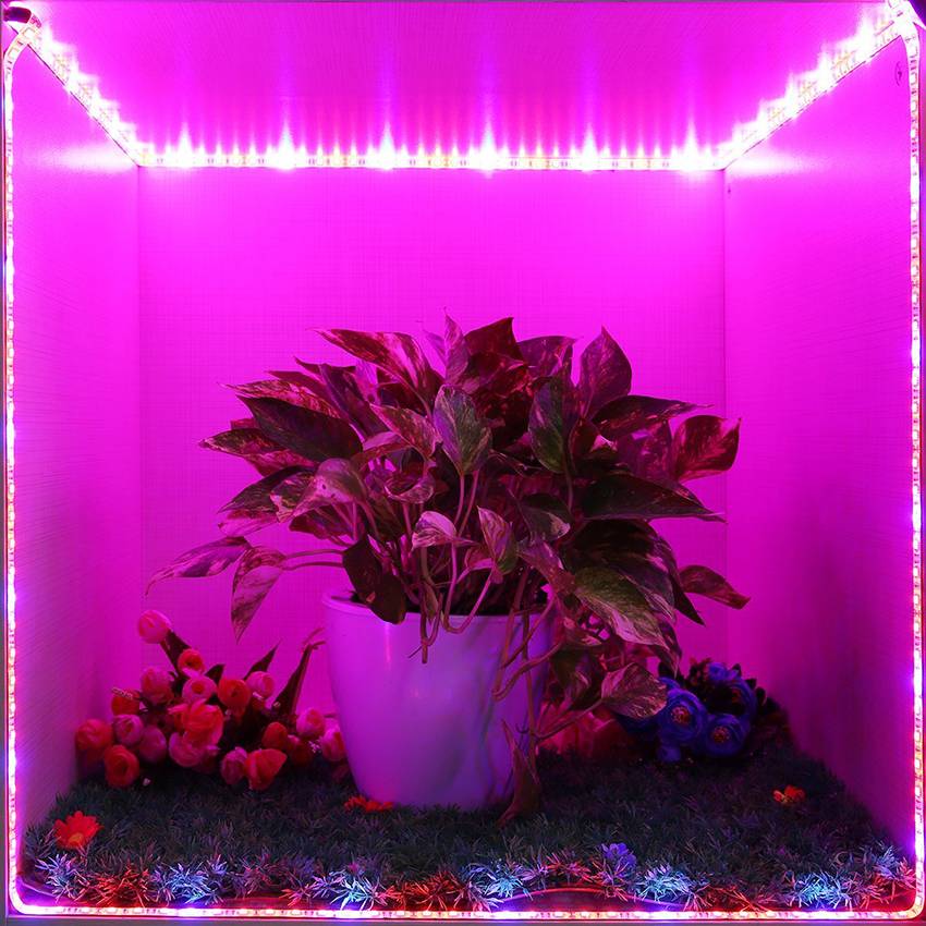 Изготовление светодиодного освещения для растений своими руками: полезные рекомендации