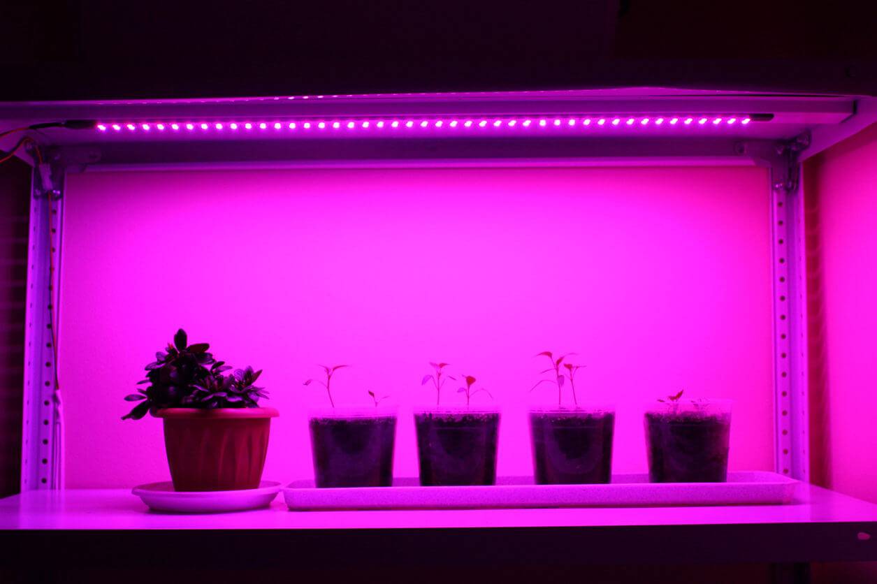 Лампы для растений (100+ фото): как правильно выбрать подсветку?