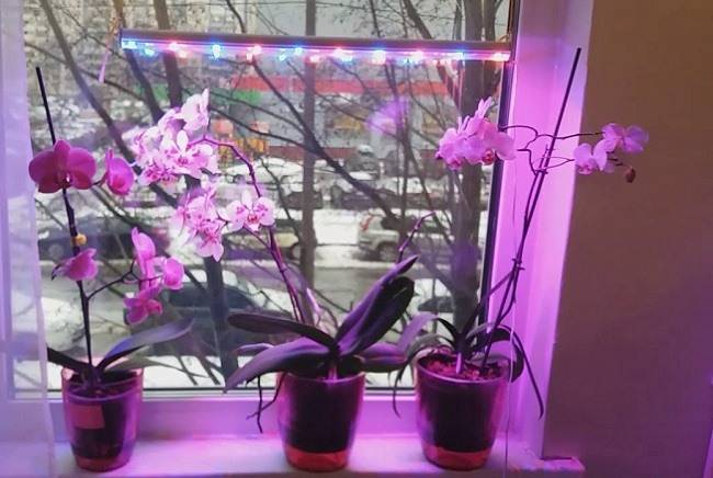 Фитолампа для орхидей в домашних условиях: какой нужен свет для цветов и как выбрать правильное освещение, отзывы от цветоводов любителей