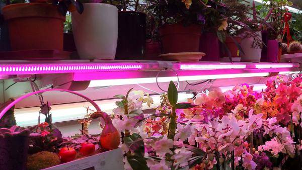 Правильная фитолампа — выбираем осветительный прибор для досветки растений. технические характеристики. фото — ботаничка