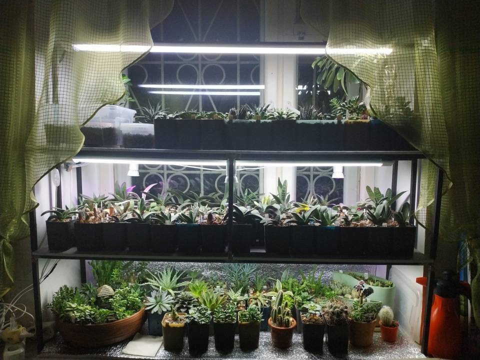 Досветка растений в домашних условиях