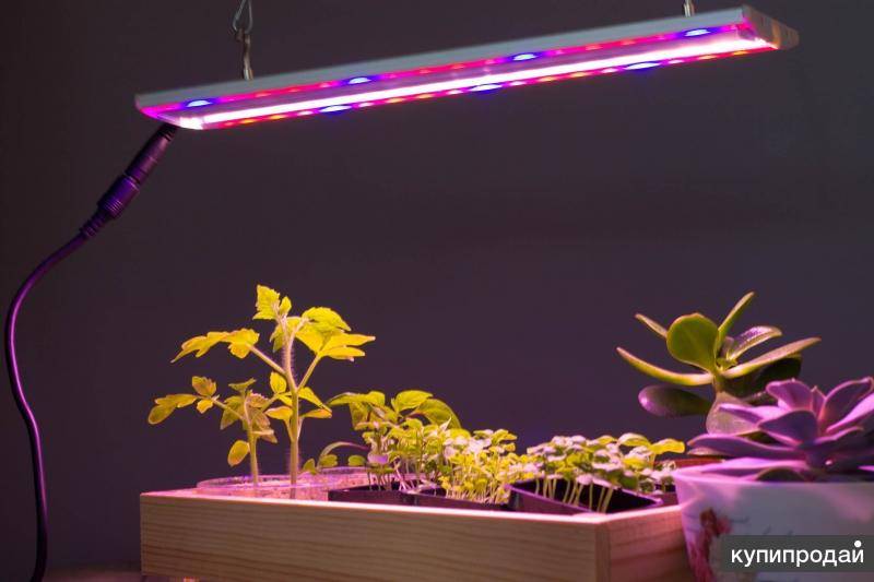 Освещение для растений: по каким параметрам выбрать лампу