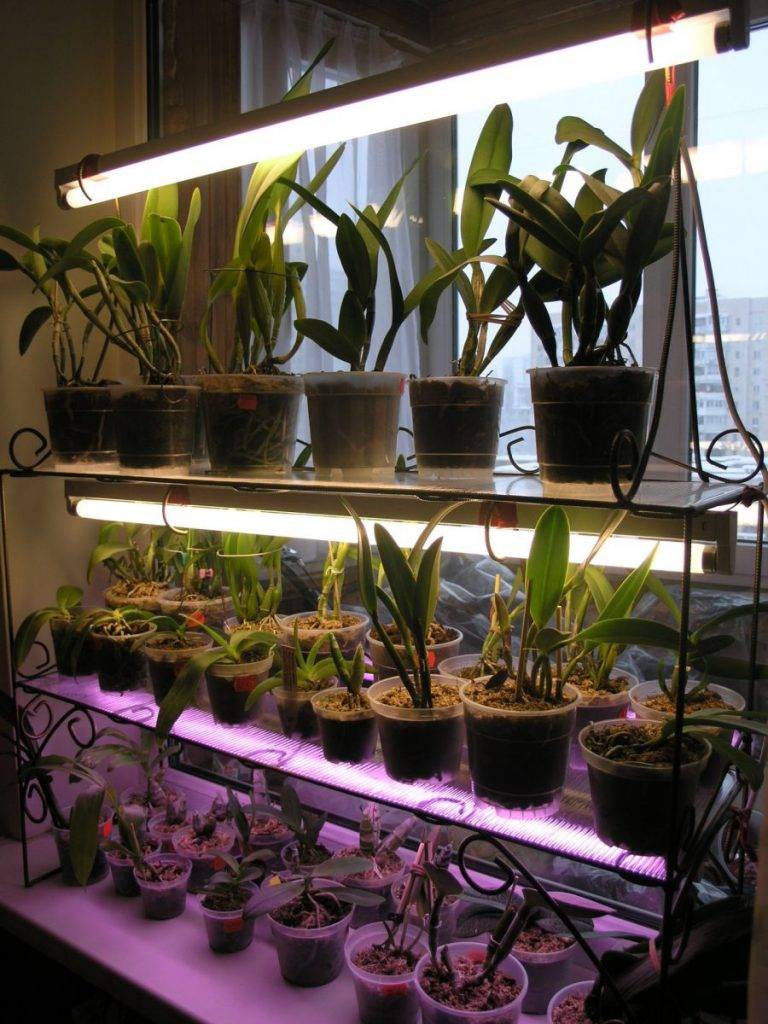 Лампы для орхидей: какие нужны, чтобы организовать подсветку, как их выбрать и установить, подойдет ли led, а также уход за цветком в домашних условиях