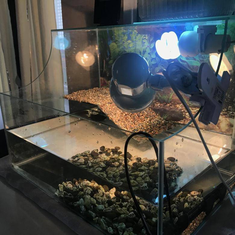 Ультрафиолетовая лампа для черепахи: выбор, эксплуатация, своими руками